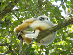 Propithecus diadema