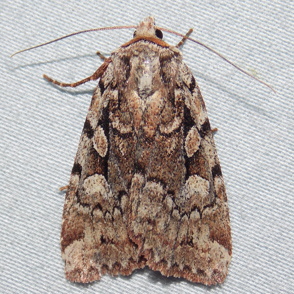 Northern Variable Dart Moth