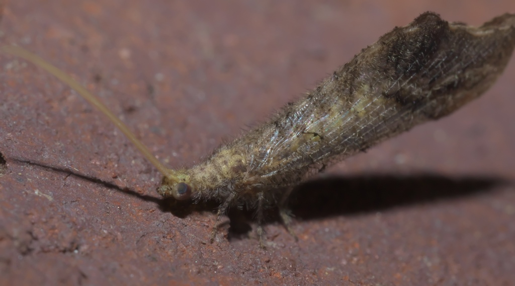 Lomamyia flavicornis