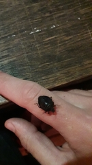 Antiteuchus mixtus