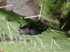 Cactophagus spinolae