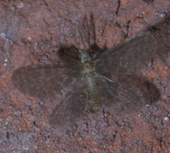 Nallachius americanus