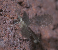 Nallachius americanus