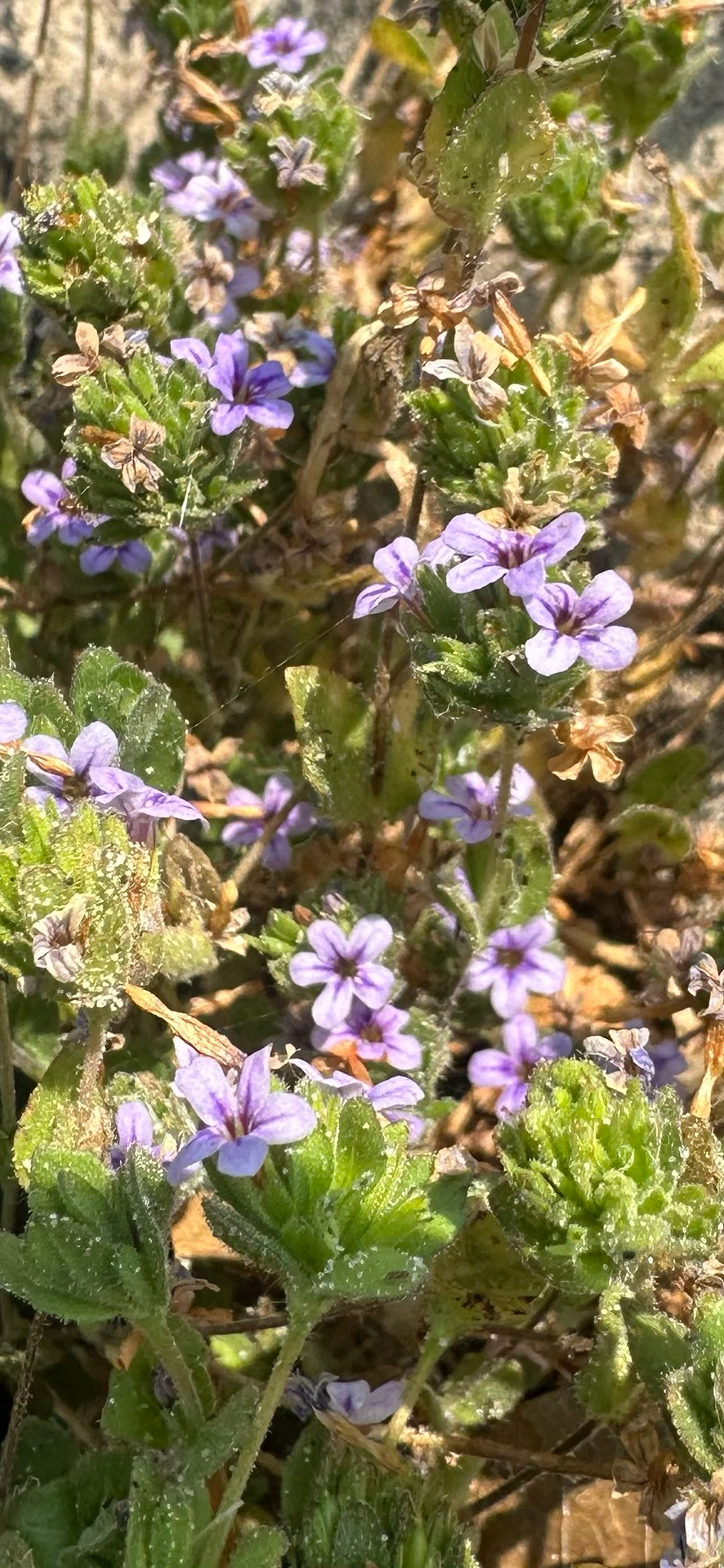Hygrophila abyssinica