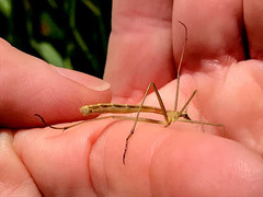 Apterobittacus apterus