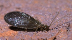 Sisyra vicaria