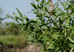 Alchornea castaneifolia