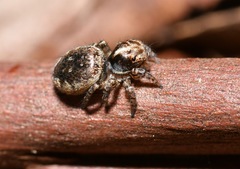Maratus literatus