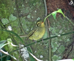 Phylloscartes oustaleti