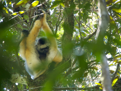 Propithecus diadema