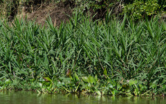 Echinochloa polystachya