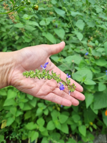 Salvia circinnata