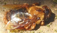 Xylocopa tranquebarica