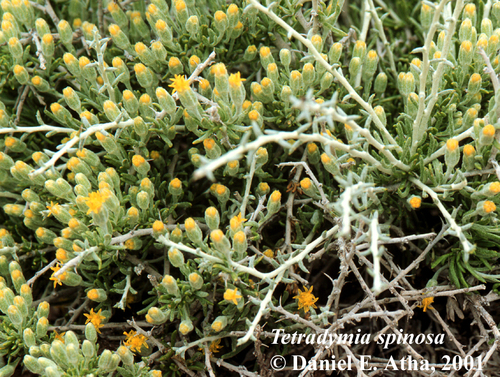 Shortspine Horsebrush (Tetradymia spinosa)