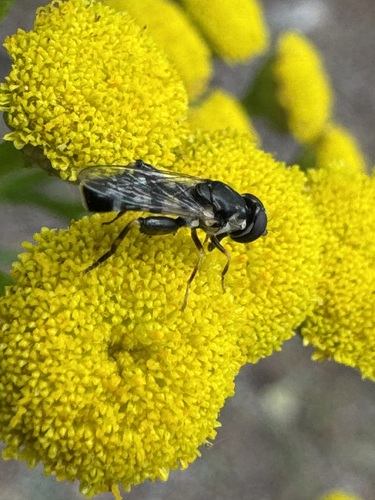 Unknown species found near Missoula County, US-MT, US