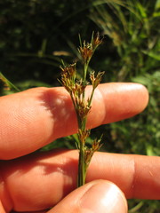 Rhynchospora capitellata