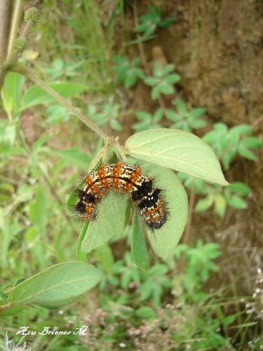Northern Giant Flag Moth