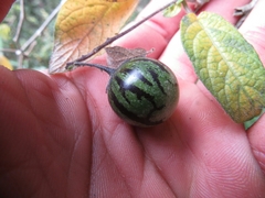Solanum caripense