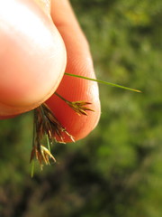 Rhynchospora capitellata