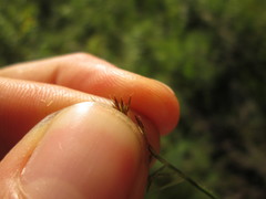 Rhynchospora capitellata