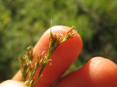 Rhynchospora capitellata