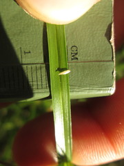 Rhynchospora capitellata