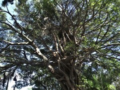 Ficus natalensis