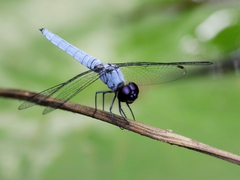 Brachydiplax duivenbodei