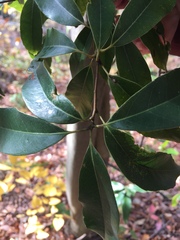Quercus myrsinifolia