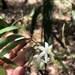 Geitonoplesium cymosum - Photo (c) Greg Tasney,  זכויות יוצרים חלקיות (CC BY-SA), הועלה על ידי Greg Tasney