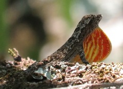 Anolis ortonii
