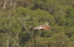 Mirafra javanica