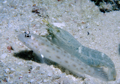 Alpheus ochrostriatus