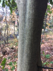 Quercus myrsinifolia
