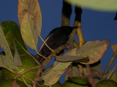 Nectariniidae