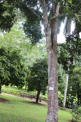 Syzygium syzygioides