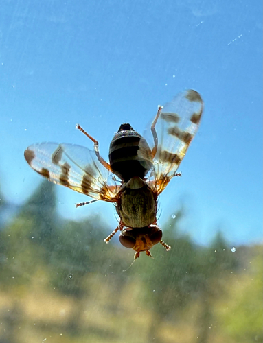 Unknown species found near Summer Lake, OR, US