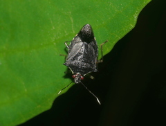 Podisus aenescens