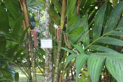 Pinanga coronata