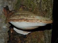 Ganoderma applanatum image