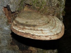 Ganoderma applanatum image