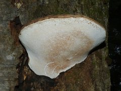 Ganoderma applanatum image