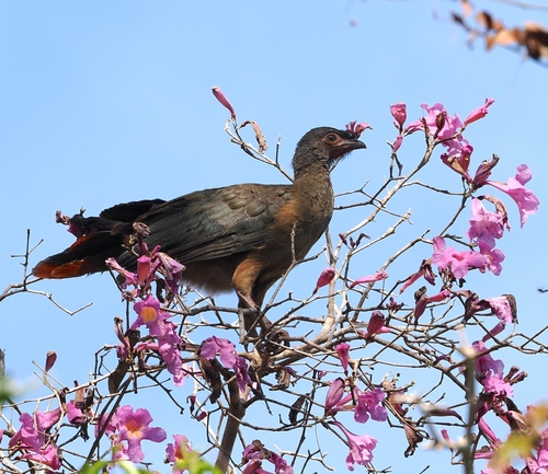 Chaco Chachalaca