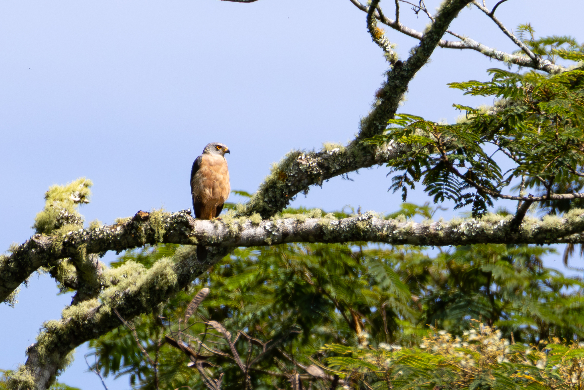 Variable Goshawk illustration