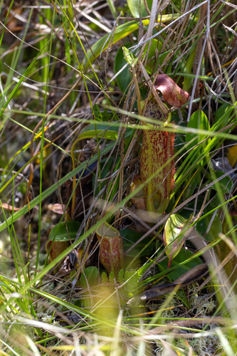 Nepenthes maxima