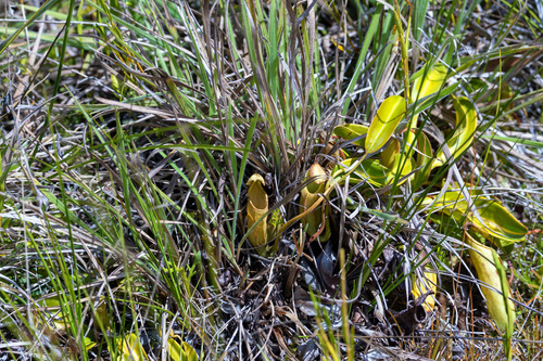 Nepenthes maxima