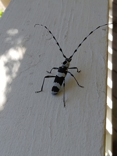 Banded Alder Borer photo 6