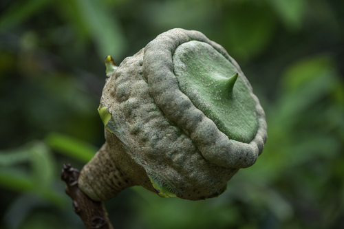 Lecythis brancoensis (R.Knuth) S.A.Mori