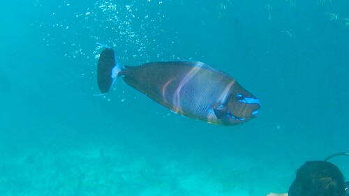 Bignose Unicornfish — seen at this dive site