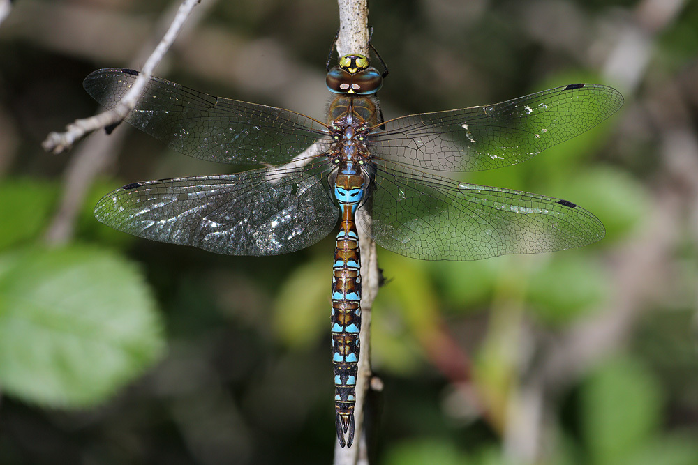 Rhionaeschna diffinis